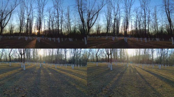 冬天早晨树林光线变化太阳从树林后面升起
