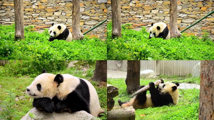 呆萌大熊猫