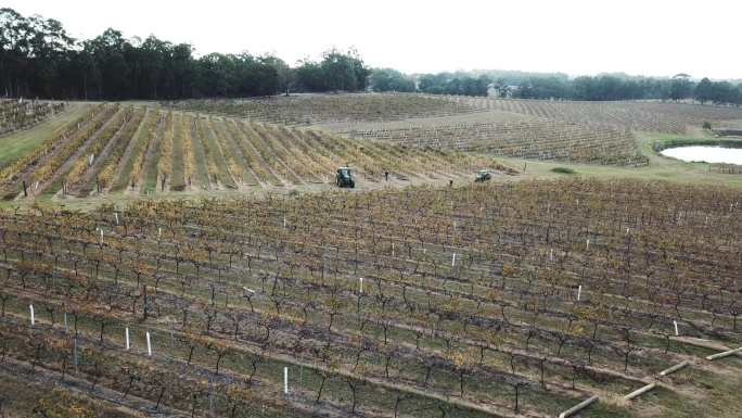 澳大利亚葡萄种植园、袋鼠红酒