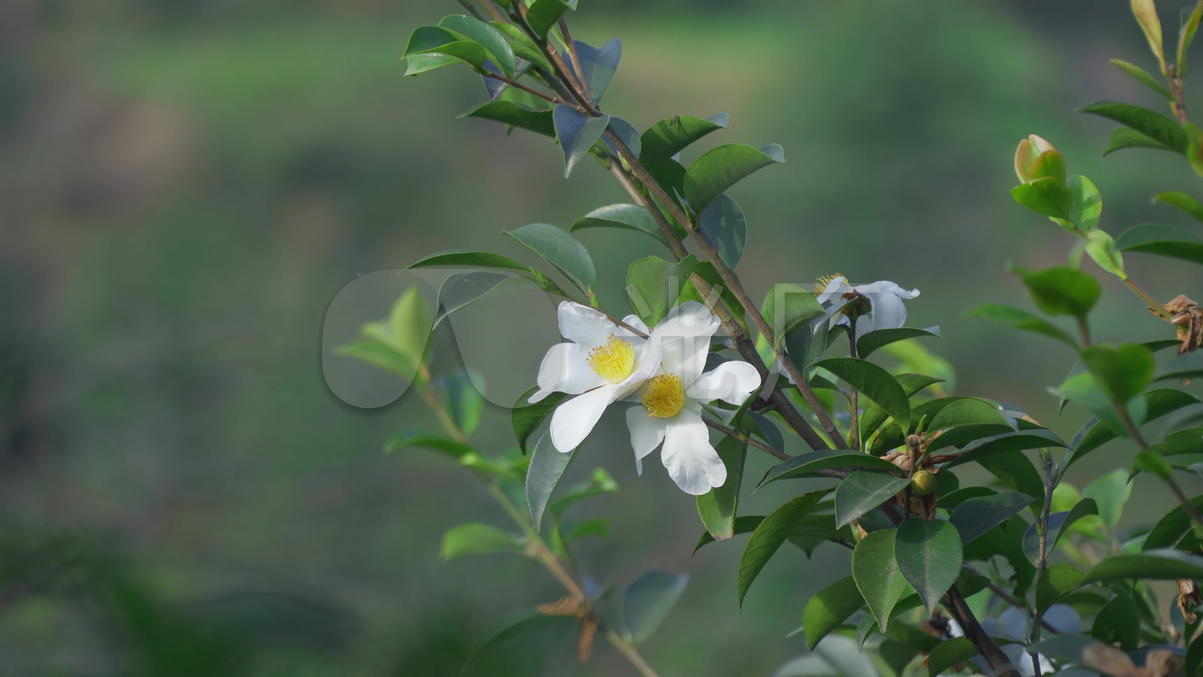 河南茶花，河南茶花盆栽苗多少价钱，河南高品质茶花大苗_农副产品栏目_机电之家网