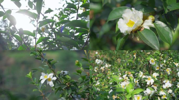 油茶花 油茶树 山茶树4K