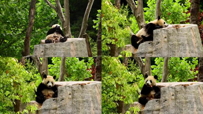 大熊猫吃竹笋胡萝卜