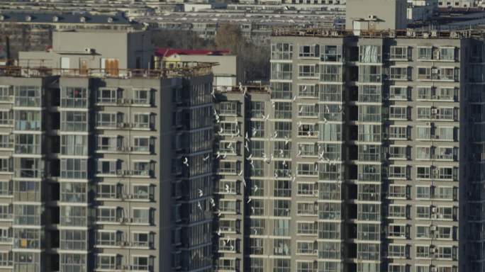北京鸽哨，居民楼，楼房建筑，鸽子，夕阳