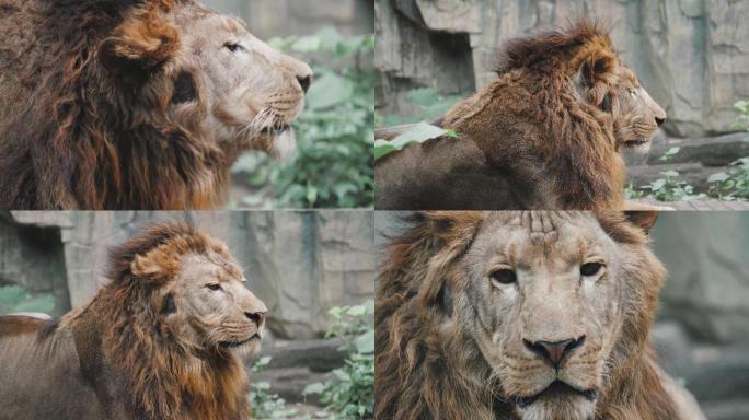 狮子吼叫睡觉打盹凶猛野兽动物园特写