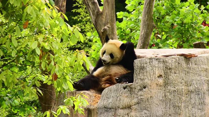 卧龙大熊猫基地大熊猫吃竹笋玩耍
