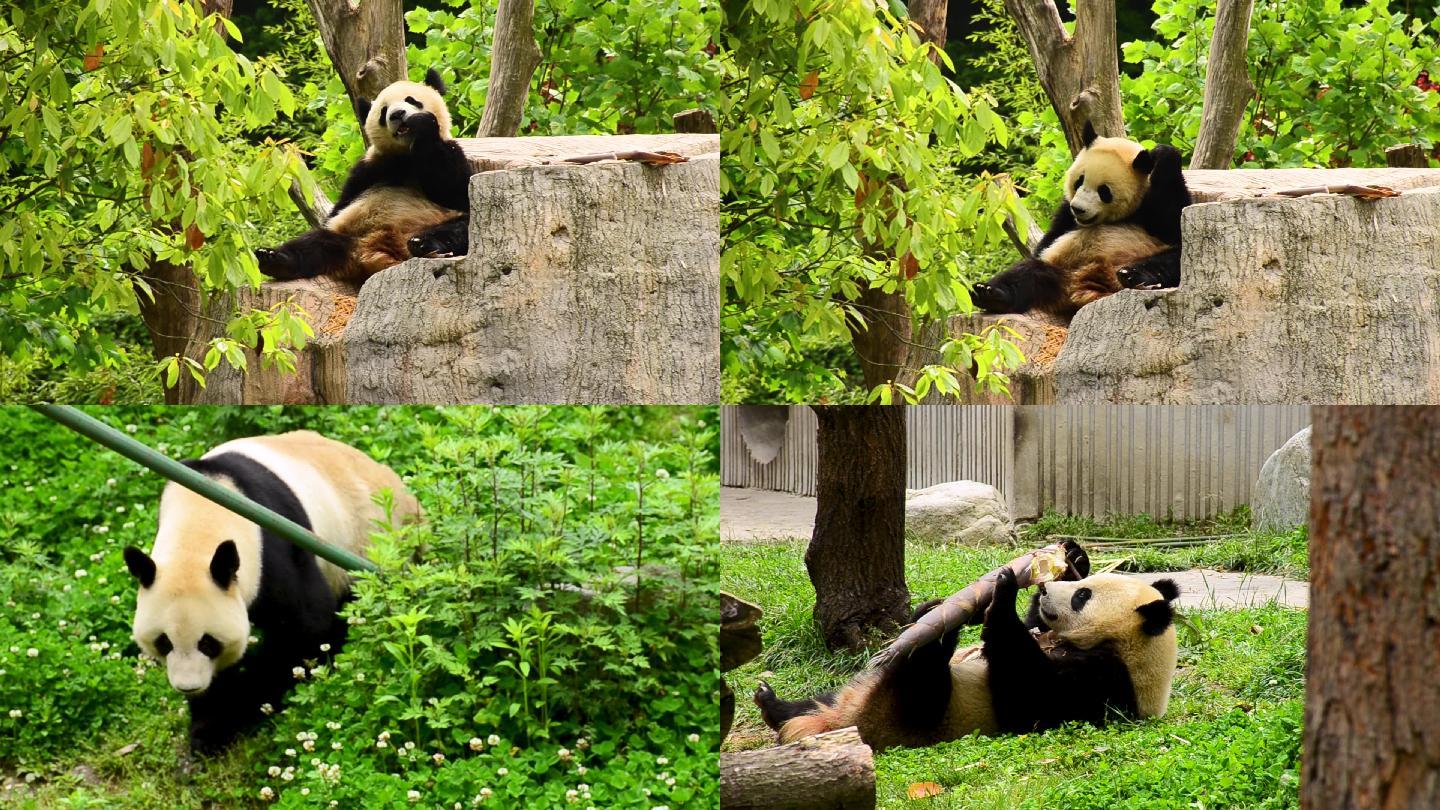国际熊猫日丨最新数据：四川大熊猫数量已达1935只 - 康养洪雅