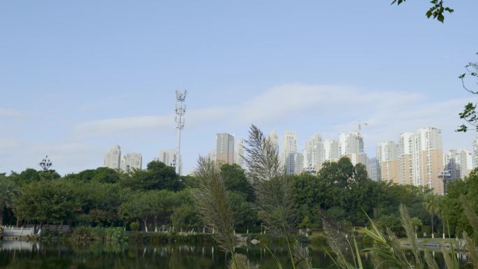 芦苇漂荡城市景色