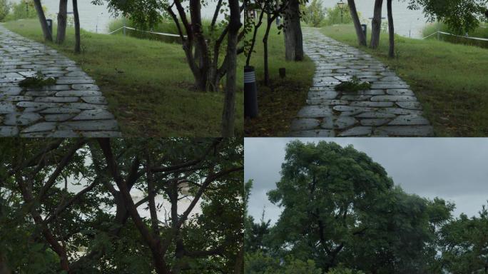 树林雨后空镜片头