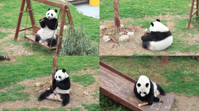 4K素材国宝大熊猫悠闲的吃竹笋