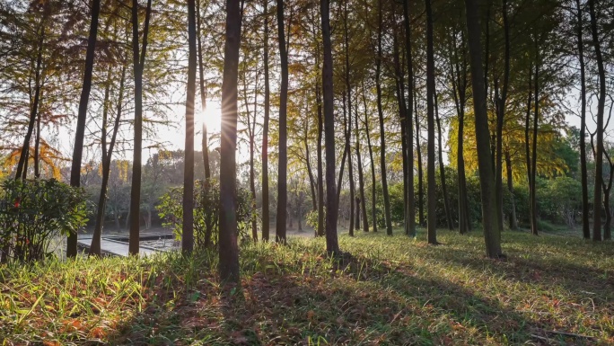 湿地公园红松树林秋季日光4K移动延时摄影