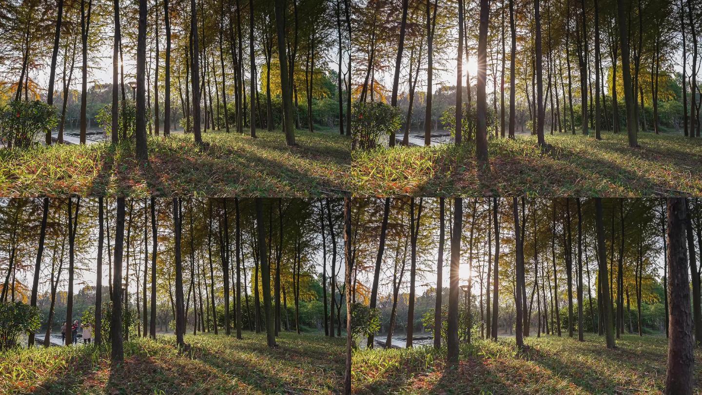 湿地公园红松树林秋季日光4K移动延时摄影