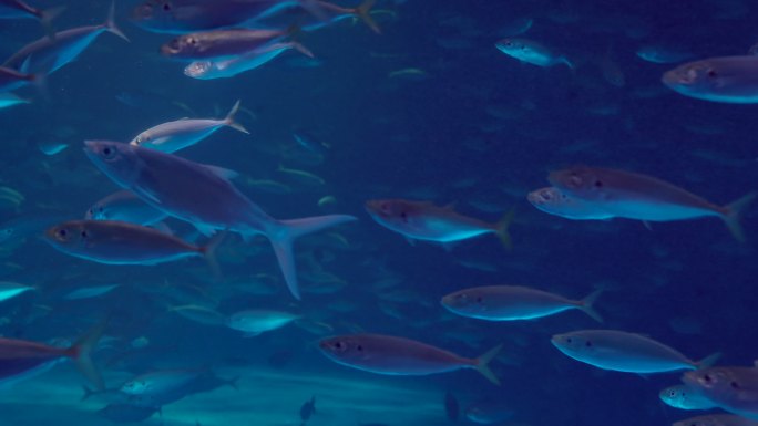 【4k】【实拍】海底鱼群，海洋世界