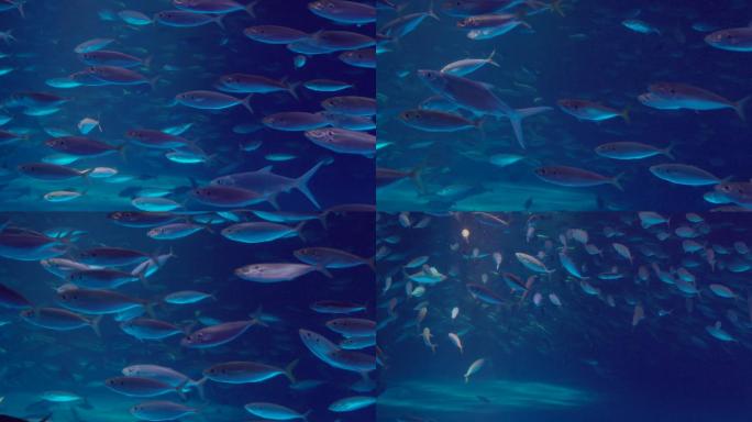 【4k】【实拍】海底鱼群，海洋世界