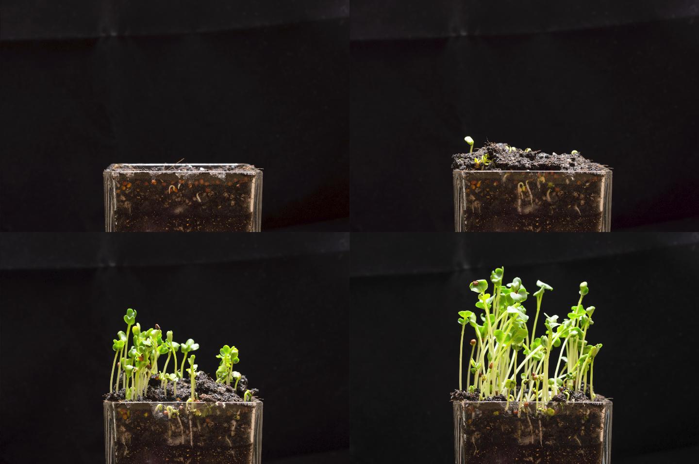 微距镜头萝卜萌发植物生长延时