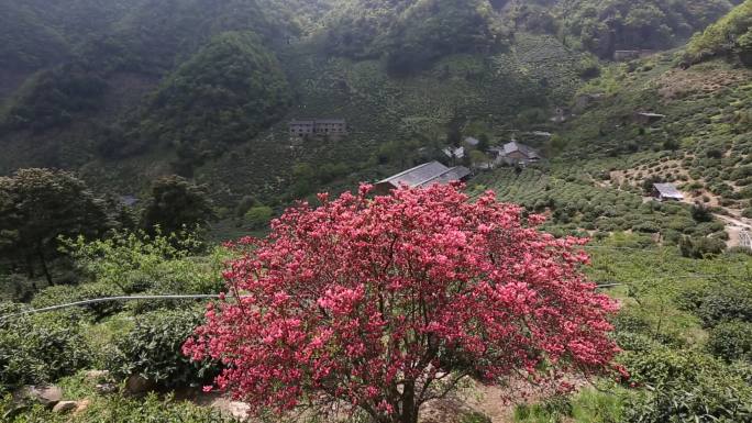 江南浙江春天茶山茶场映山红杜鹃花春暖花开