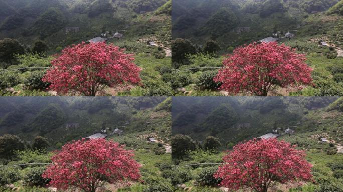 江南浙江春天茶山茶场映山红杜鹃花春暖花开