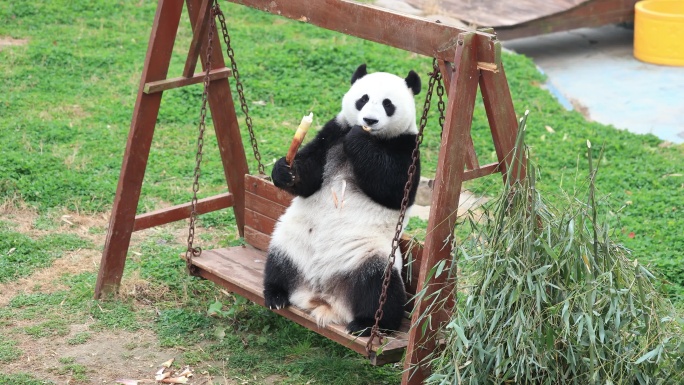 坐在秋千上吃竹笋的国宝大熊猫
