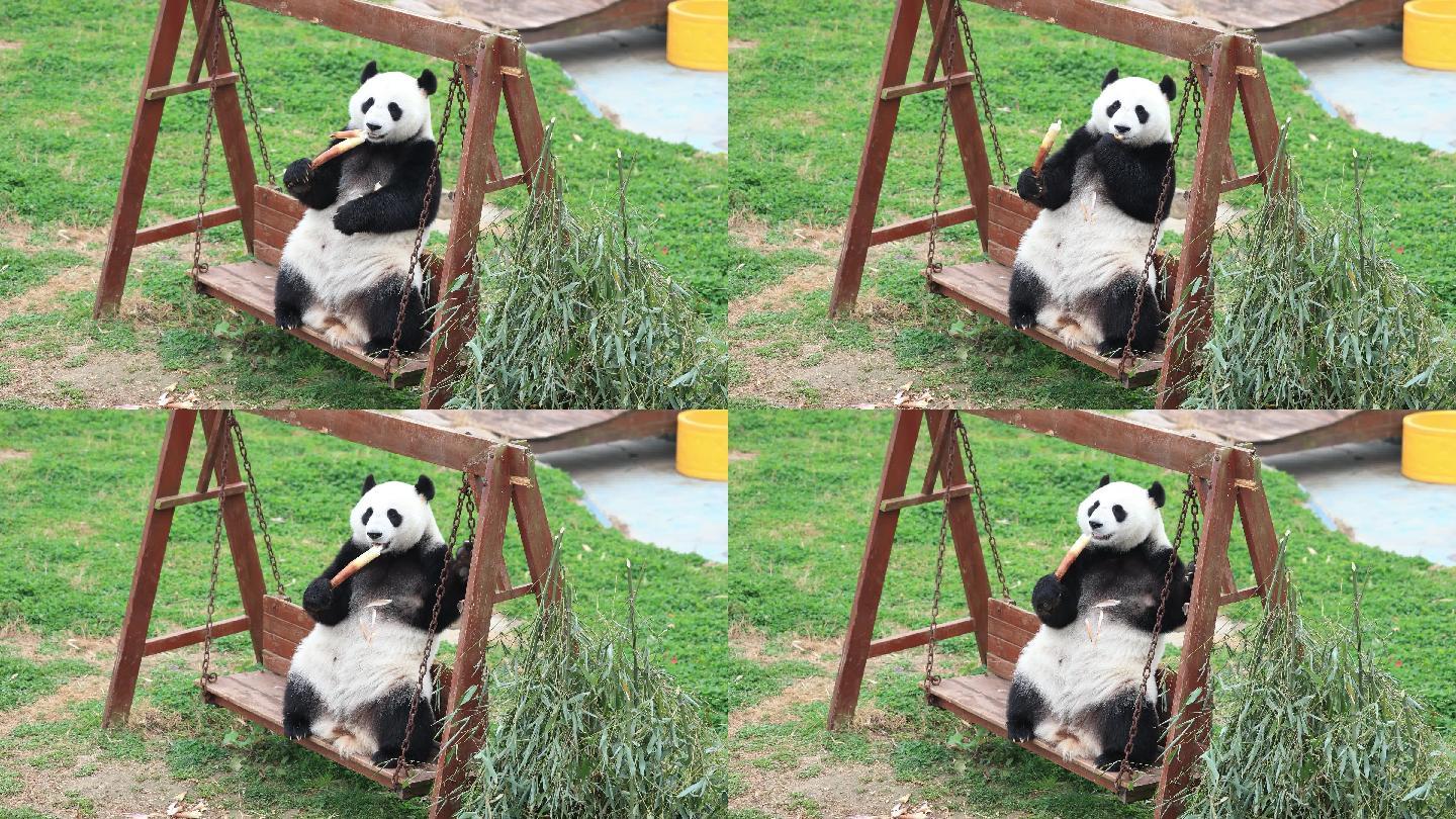 坐在秋千上吃竹笋的国宝大熊猫