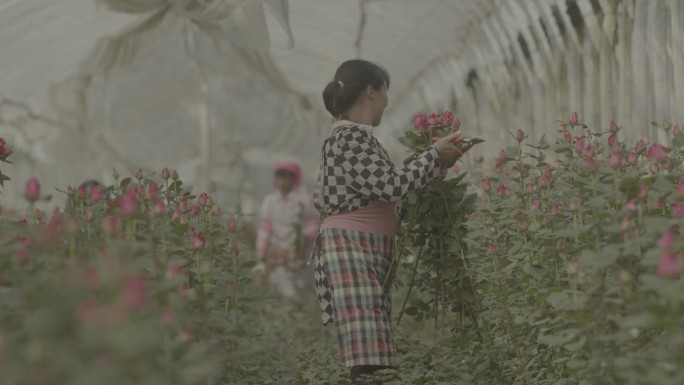 正在花卉种植基地里采摘鲜花的工人