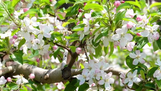 苹果花、苹果花盛开 02