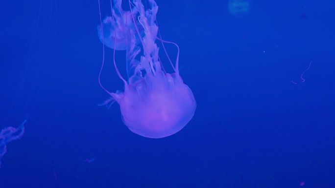 【4k】海洋生物，水母，实拍