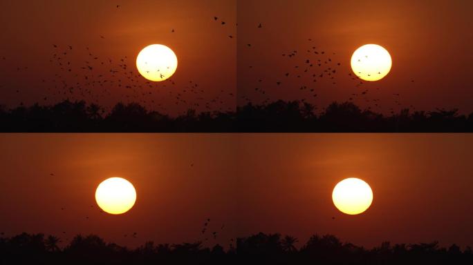 落日鸟飞-高速摄影