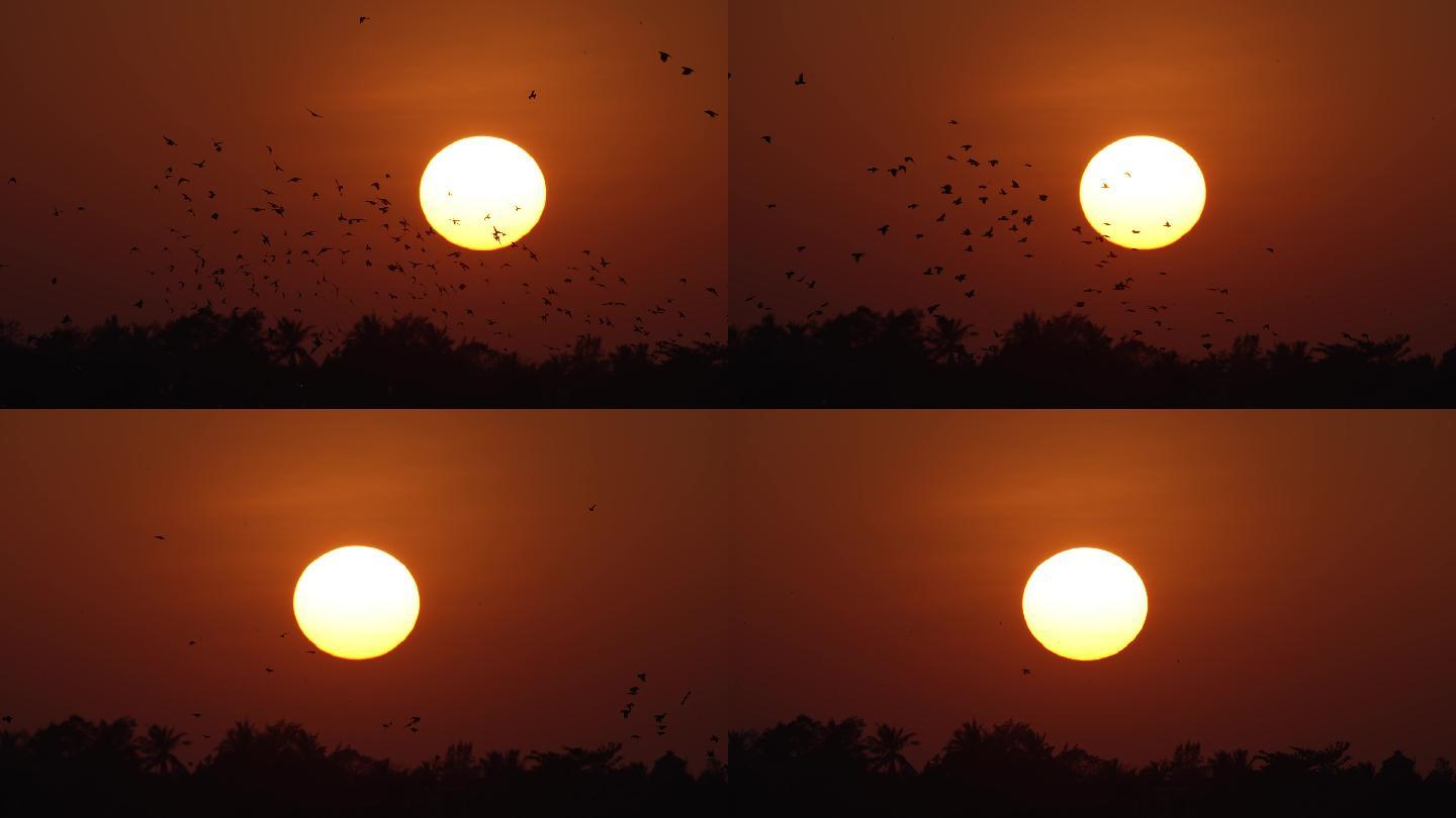落日鸟飞-高速摄影
