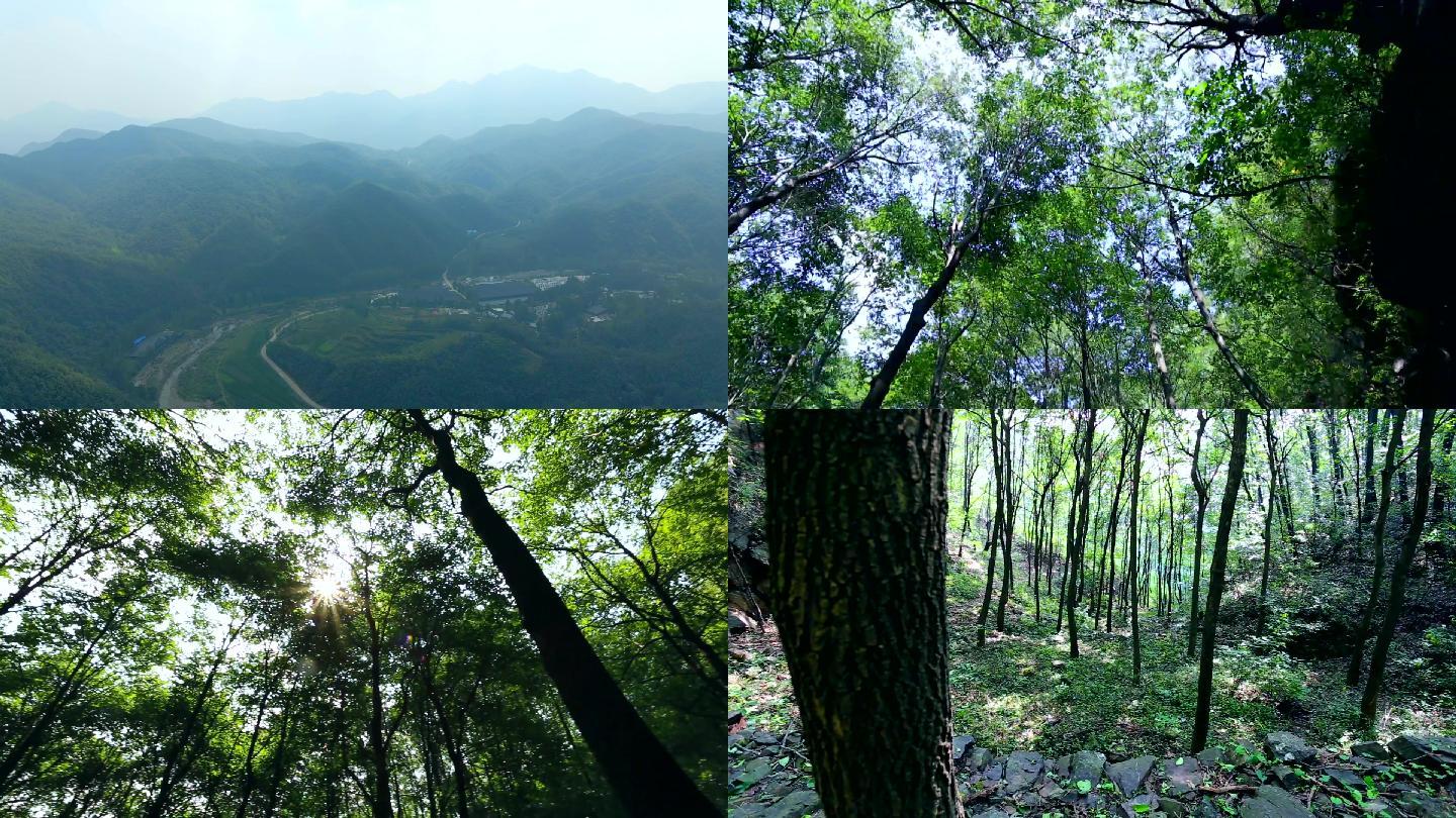 大山深山树林空镜头