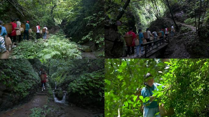 上山采茶