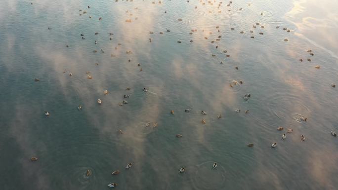清晨日出，湖泊湿地群鸟戏水