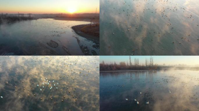 清晨日出，湖泊湿地群鸟戏水