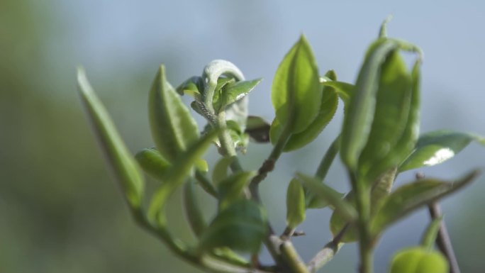 茶叶嫩芽