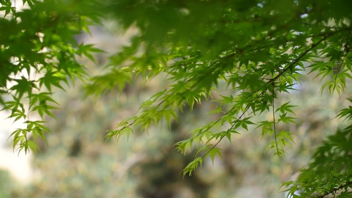 城市公园生态美景阳光透过枫叶树荫绿地人文