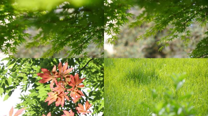 城市公园生态美景阳光透过枫叶树荫绿地人文
