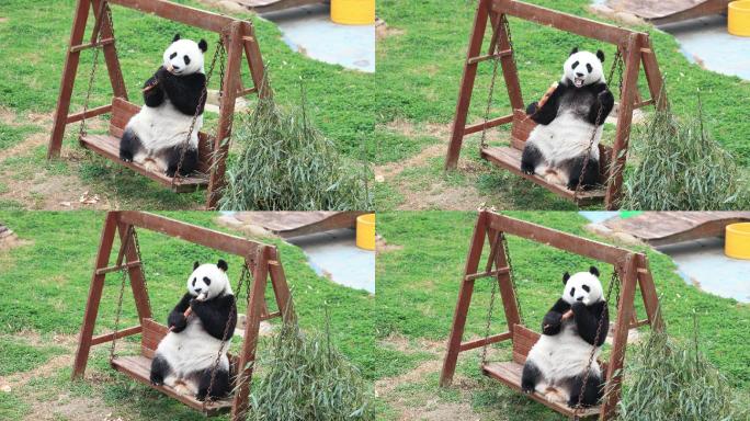 边荡秋千边吃竹笋的国宝大熊猫4K素材