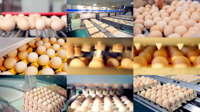 现代化养鸡场鸡蛋清洗