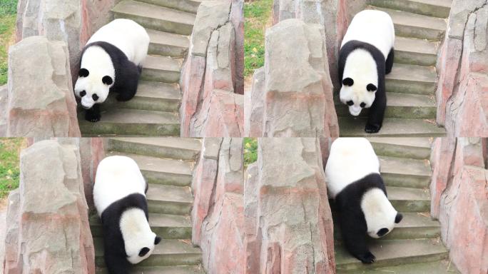 4K从楼梯走下来的国宝大熊猫