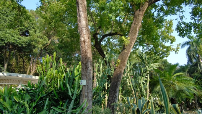 沙漠植物沙生植物园