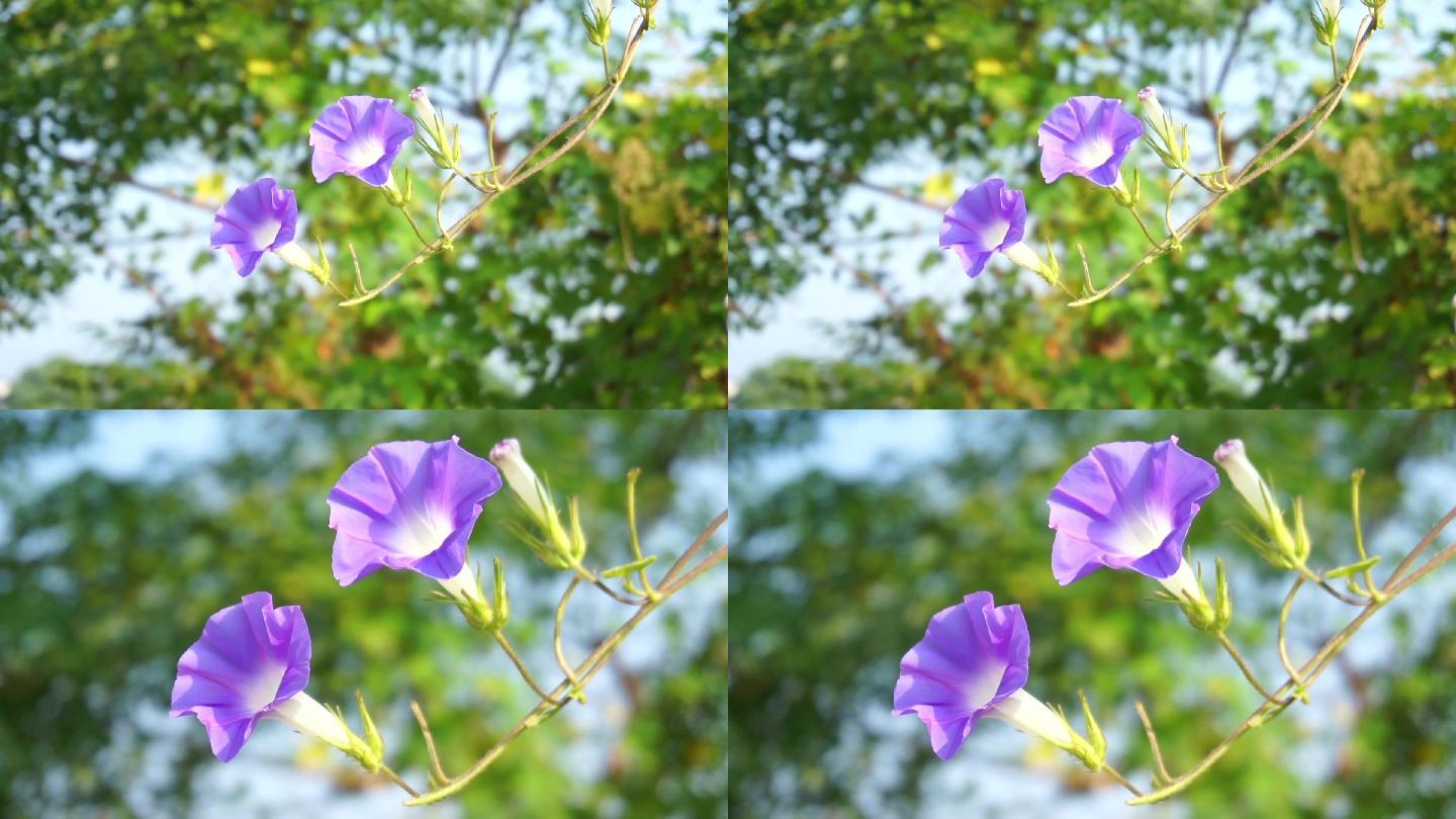 夏天的牵牛花