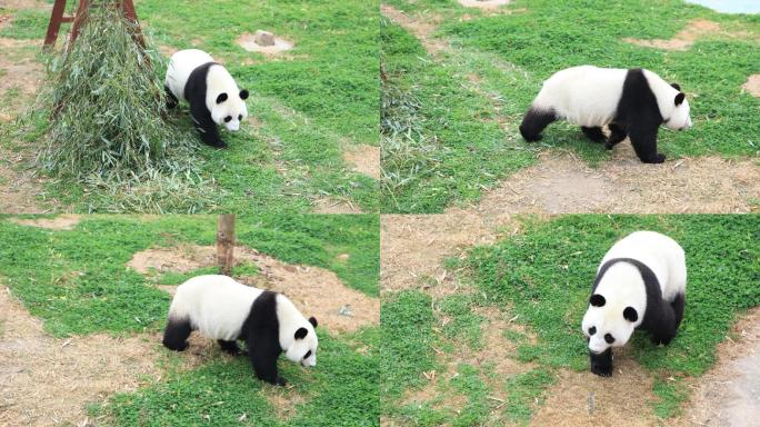 4K在悠闲散步的国宝大熊猫