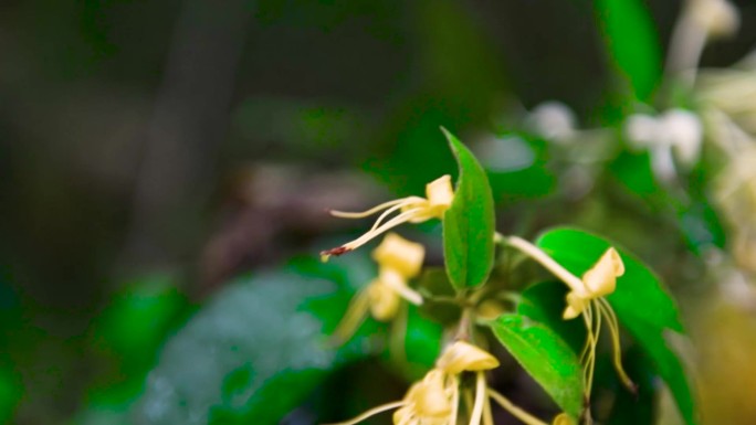 野生花金银花