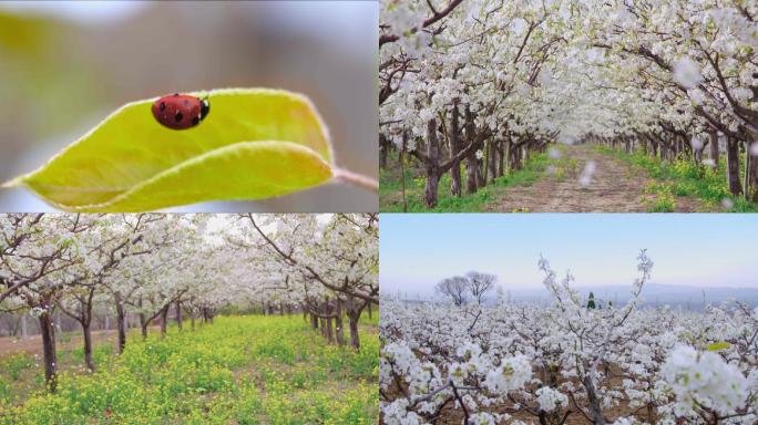 梨子蜜蜂采蜜 春天 春暖花开