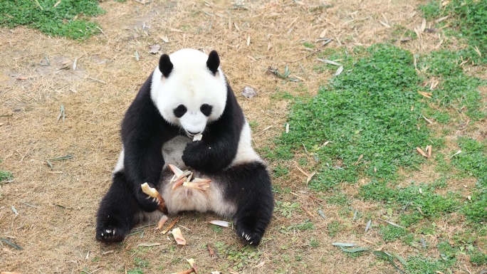 坐在那开心吃竹笋的大熊猫4K