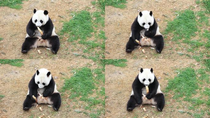 坐在那开心吃竹笋的大熊猫4K
