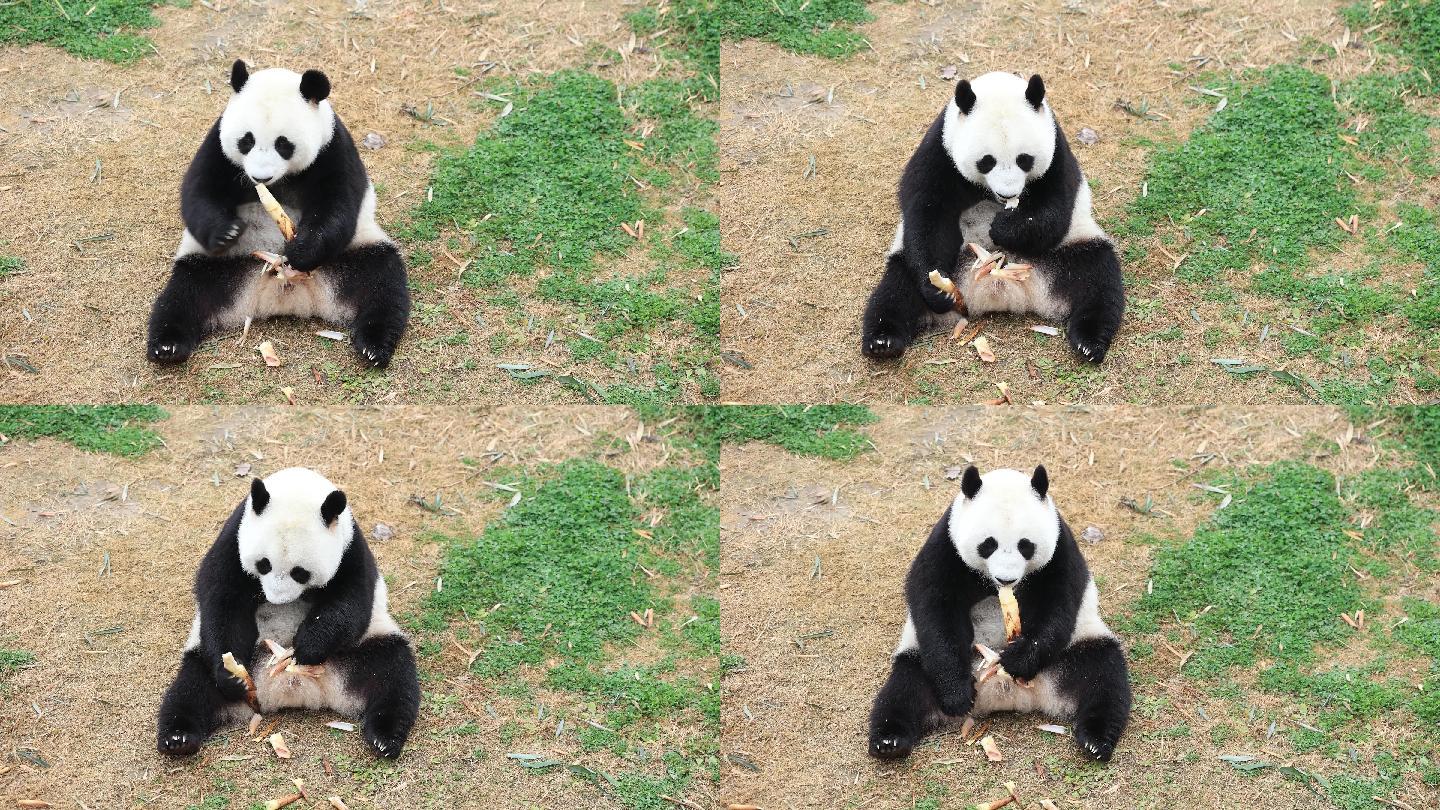 深圳野生动物园大熊猫进入“食笋季”