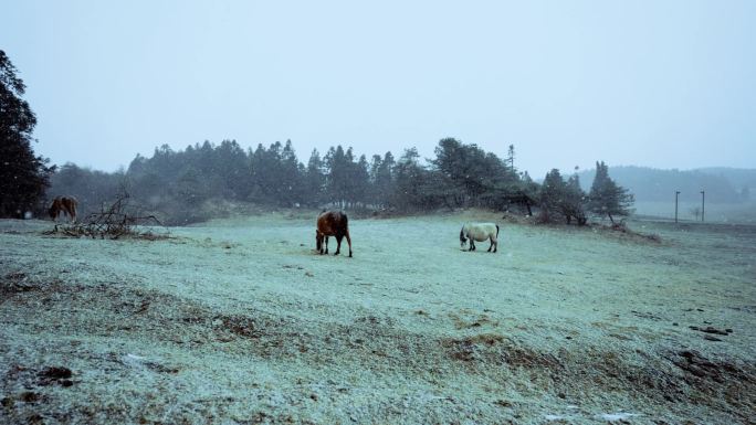 高山高原下雪天马匹马场饲养放马