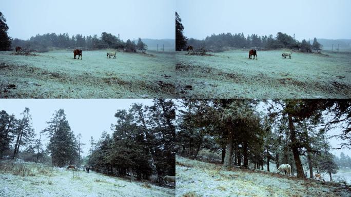高山高原下雪天马匹马场饲养放马