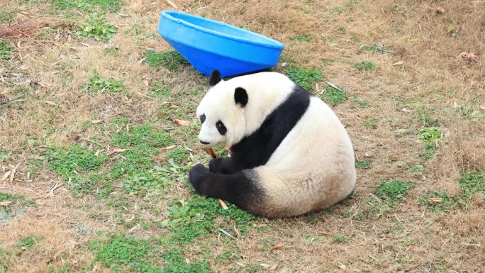 4K 偷偷回头看的在吃竹笋的国宝大熊猫
