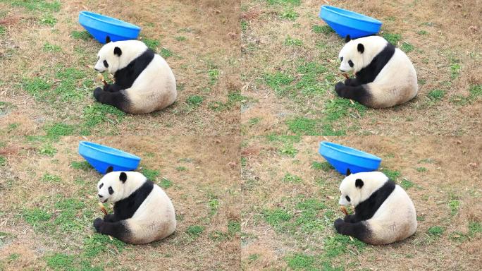 4K 偷偷回头看的在吃竹笋的国宝大熊猫