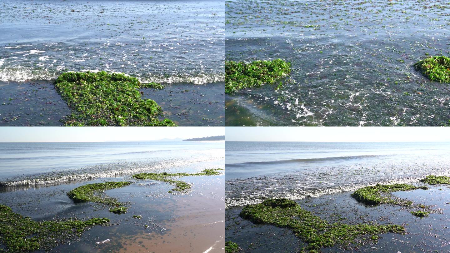 高清升格海边污染海苔环境